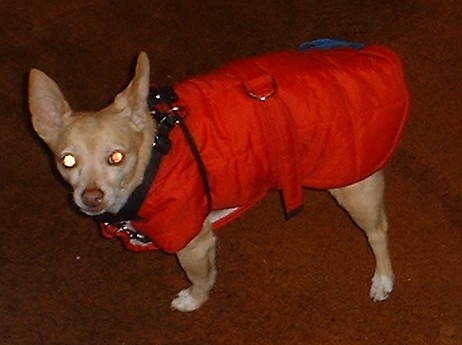 Blondie in her winter coat... which she hates...
