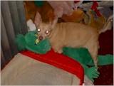 Blondie LOVES her stuffed animals!