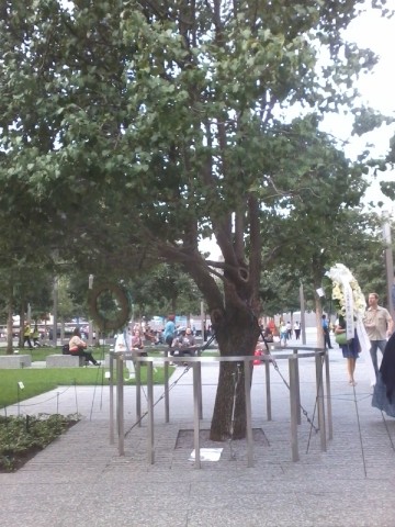 The Survivor Tree Blooms at Ground Zero